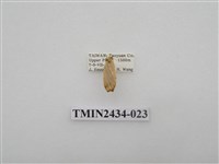 藏品(雙線苔蛾)的圖片